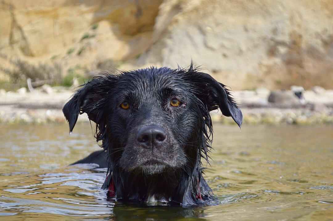 Border collie Miss Bailey (broski baroski) billede 28