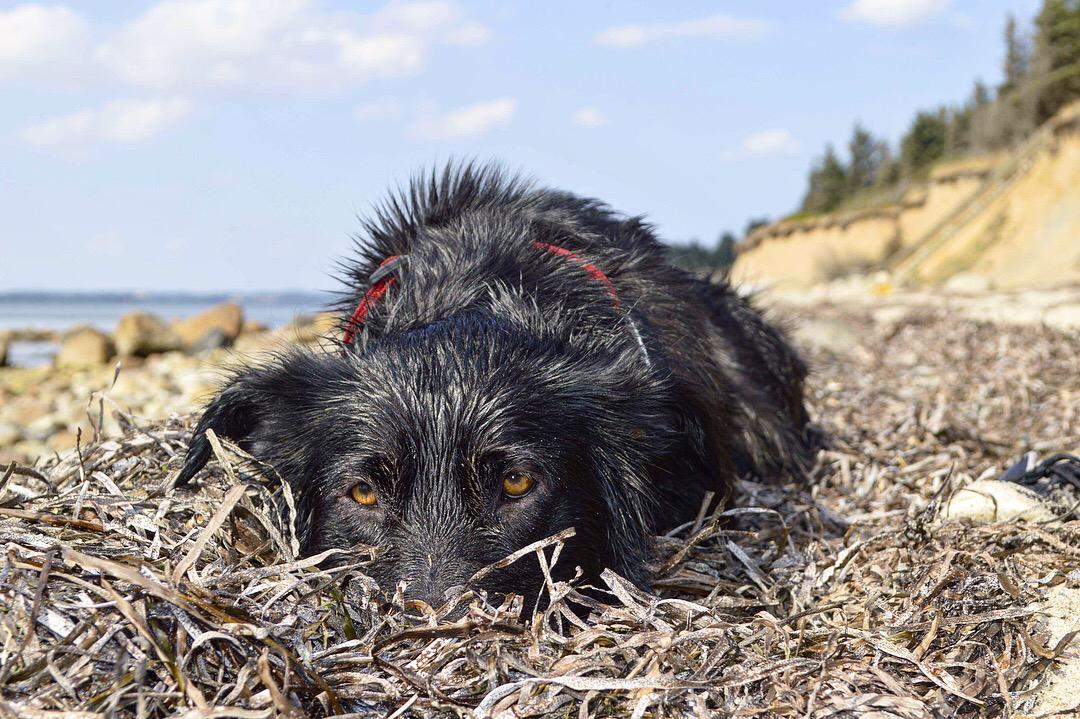 Border collie Miss Bailey (broski baroski) billede 29