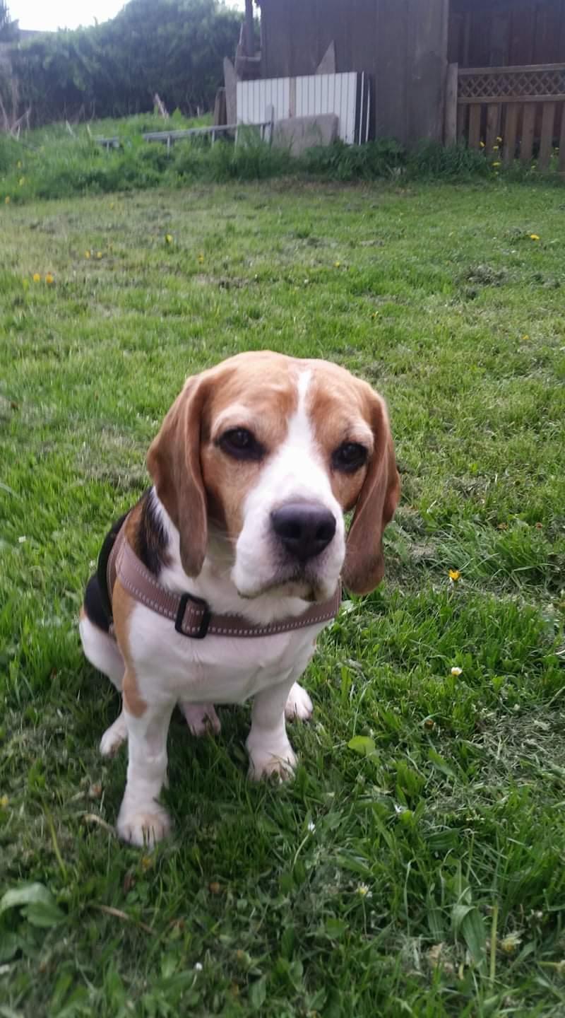 Beagle Charlie  billede 3