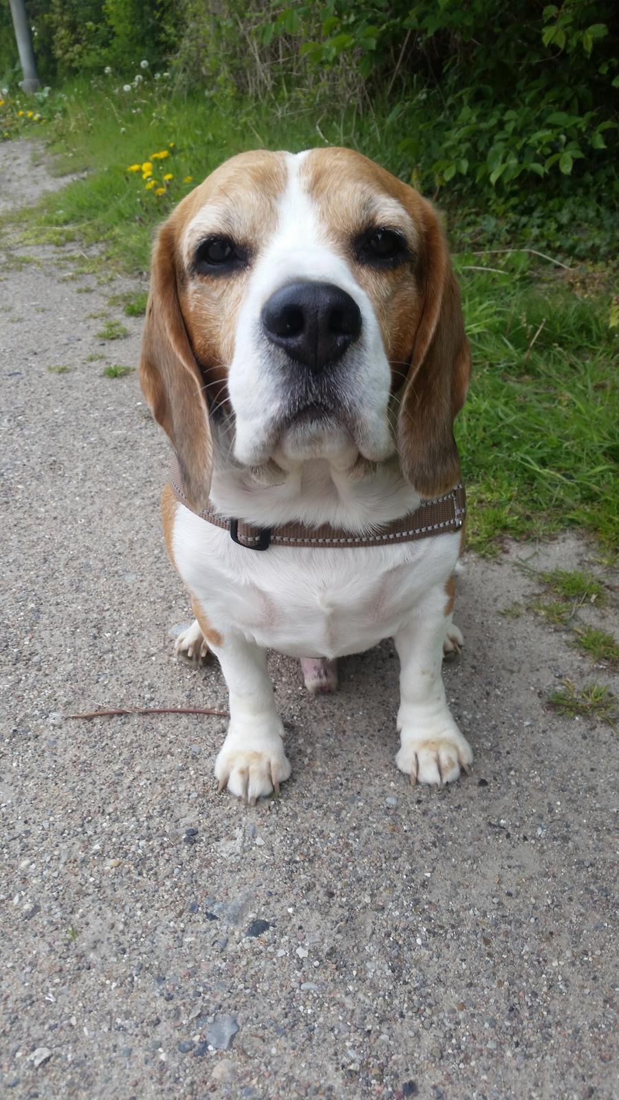 Beagle Charlie  billede 4