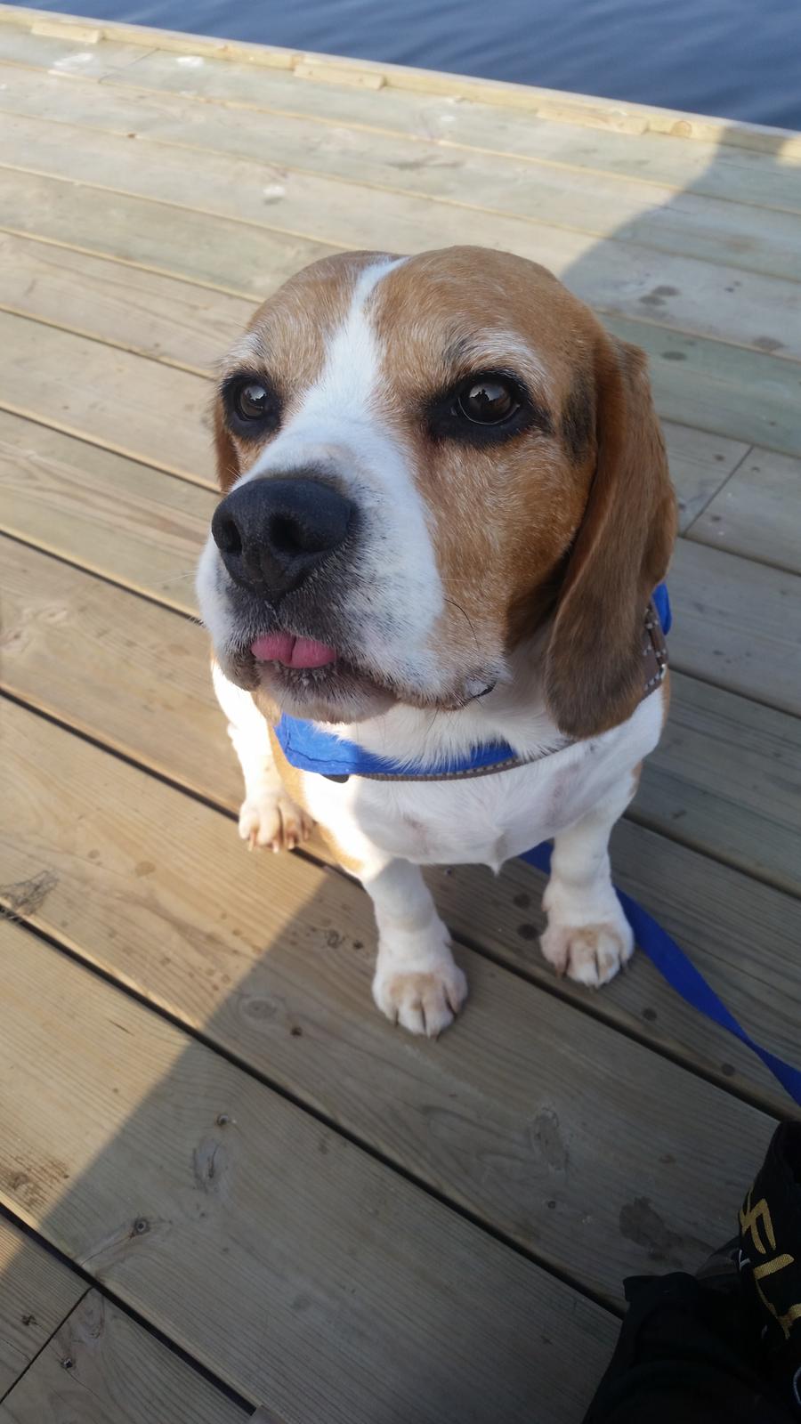 Beagle Charlie  billede 5