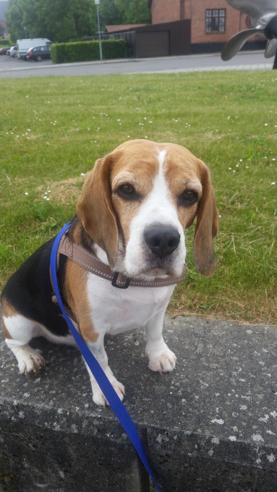 Beagle Charlie  billede 6