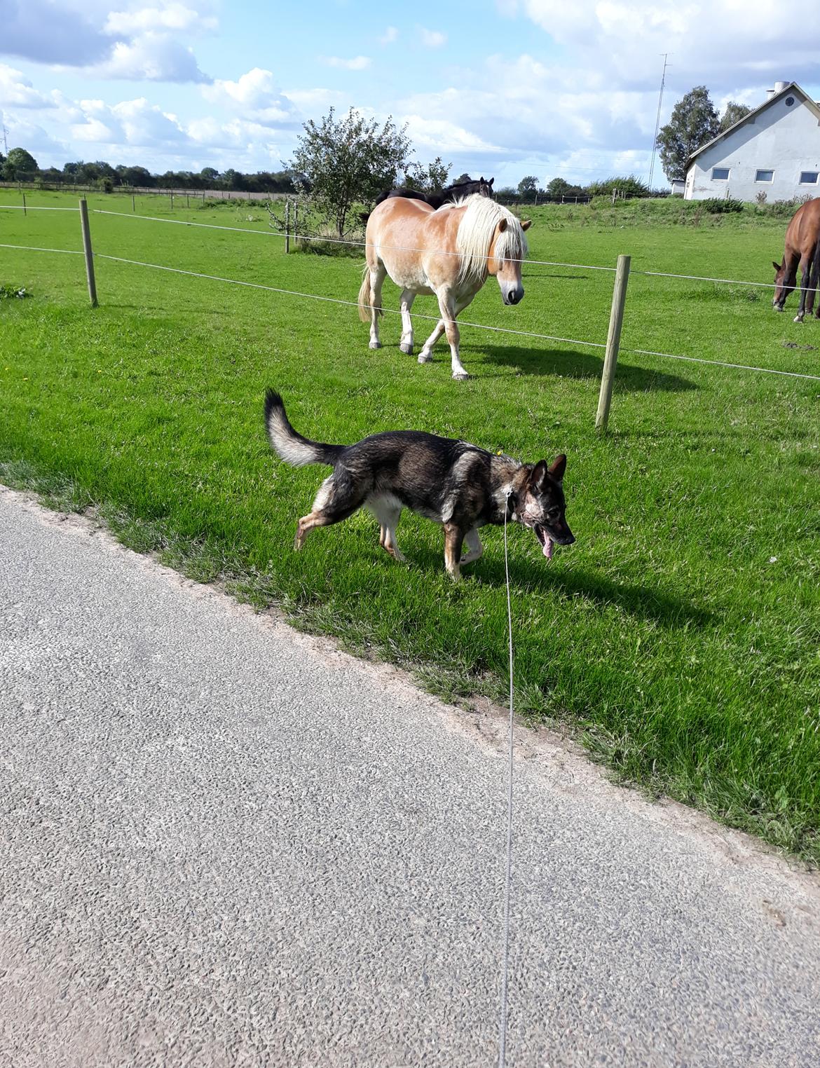 Schæferhund Sportshund Gipsi. (Gipsi). billede 30