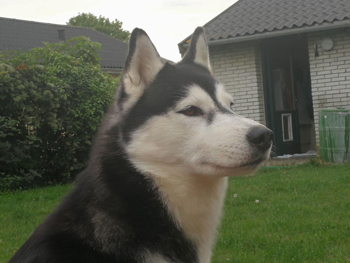 Siberian husky Sheena (Mesmocans Black Betty) billede 9