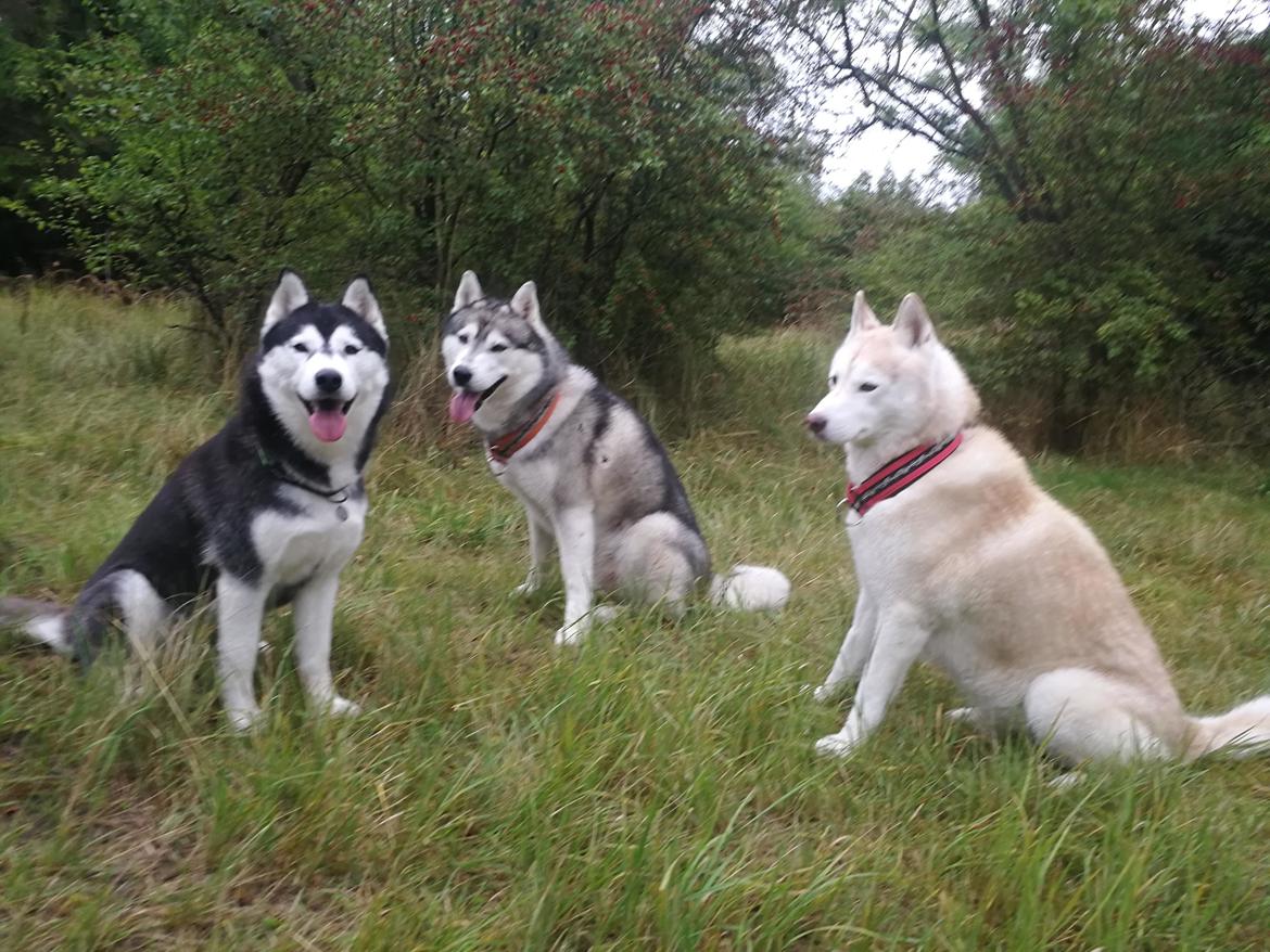 Siberian husky Sheena (Mesmocans Black Betty) billede 7