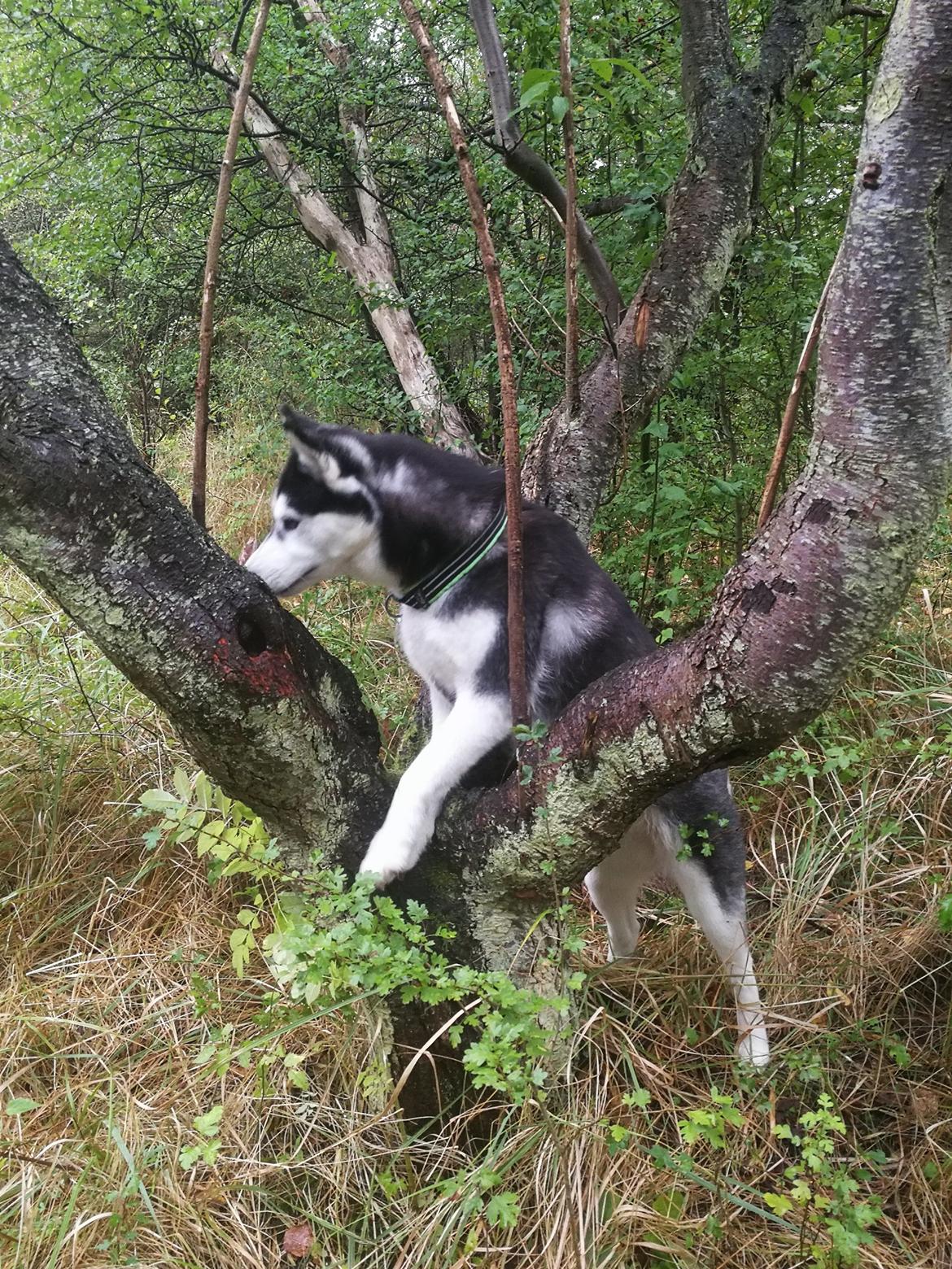 Siberian husky Sheena (Mesmocans Black Betty) billede 12