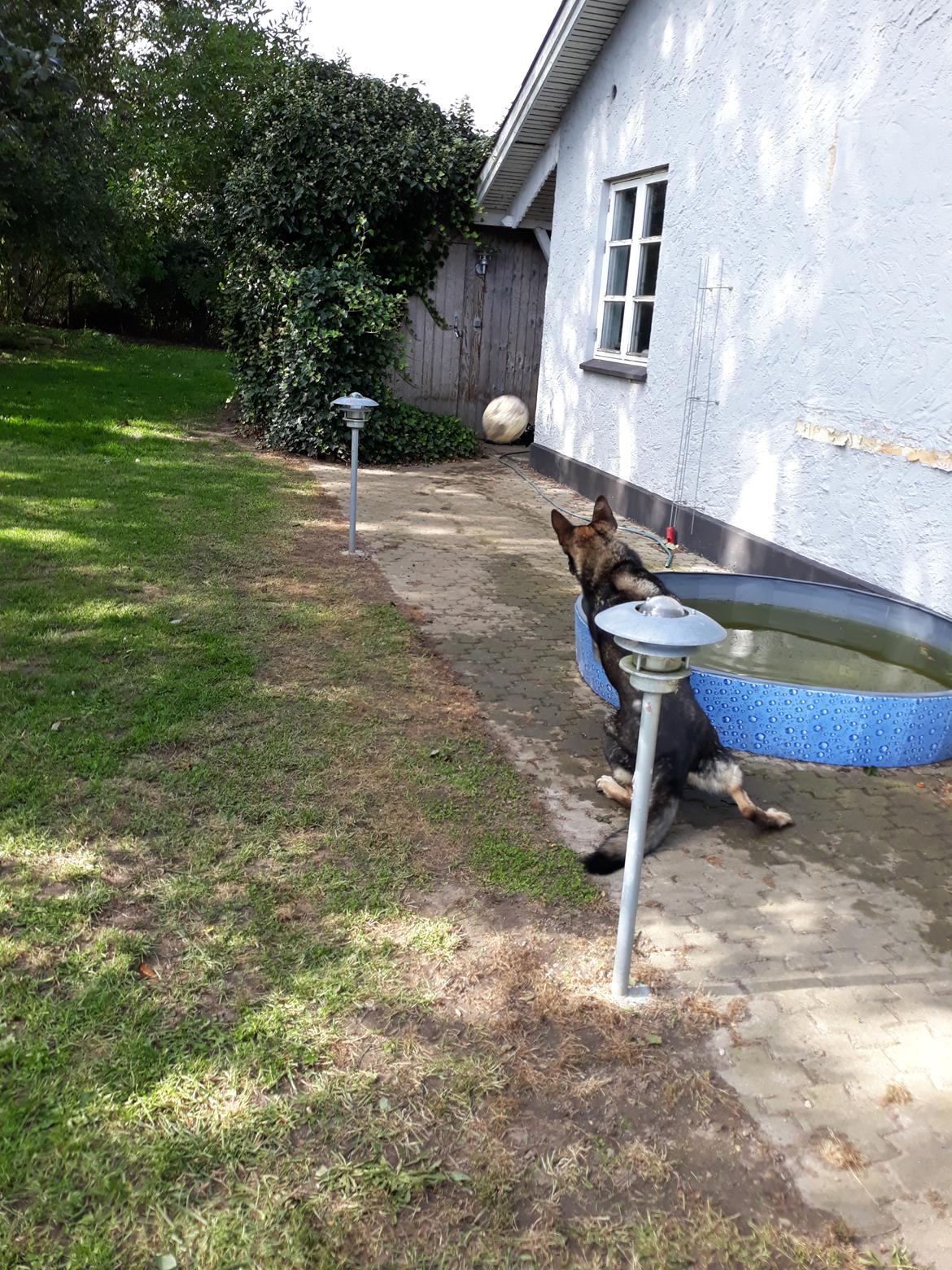 Schæferhund Sportshund Gipsi. (Gipsi). billede 32