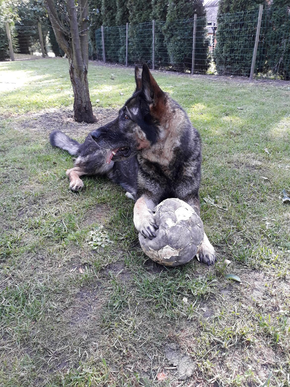 Schæferhund Sportshund Gipsi. (Gipsi). billede 34