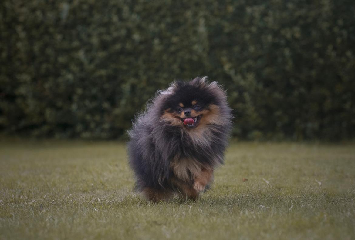 Pomeranian High Fly Lakrisall (Oscar) billede 14