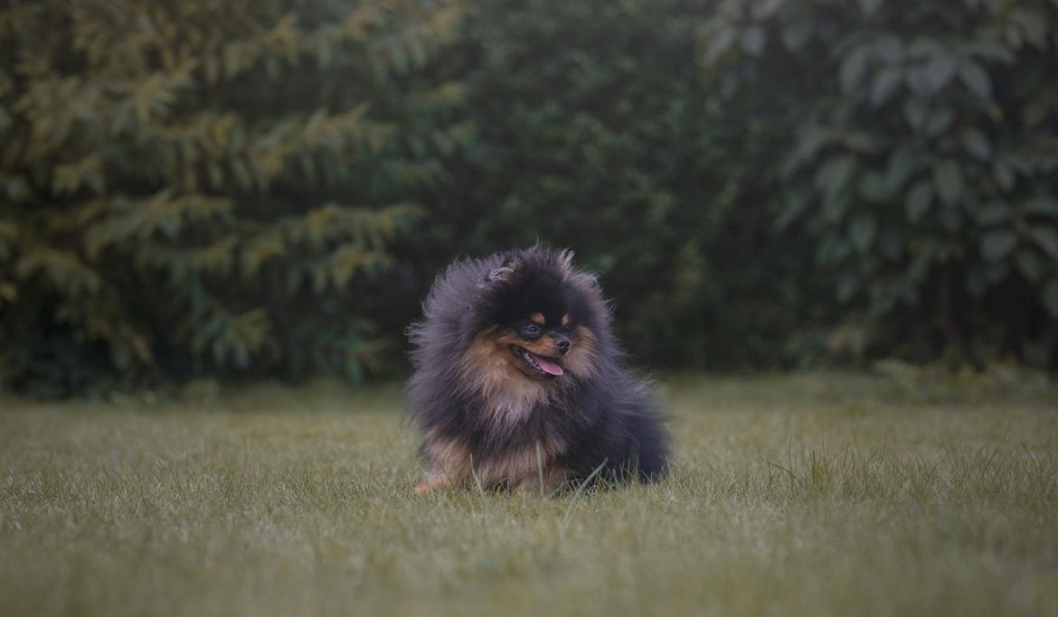 Pomeranian High Fly Lakrisall (Oscar) billede 18