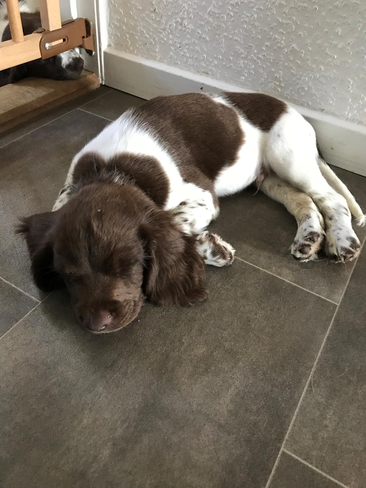 Field Trial Springer Spaniel Buster billede 1