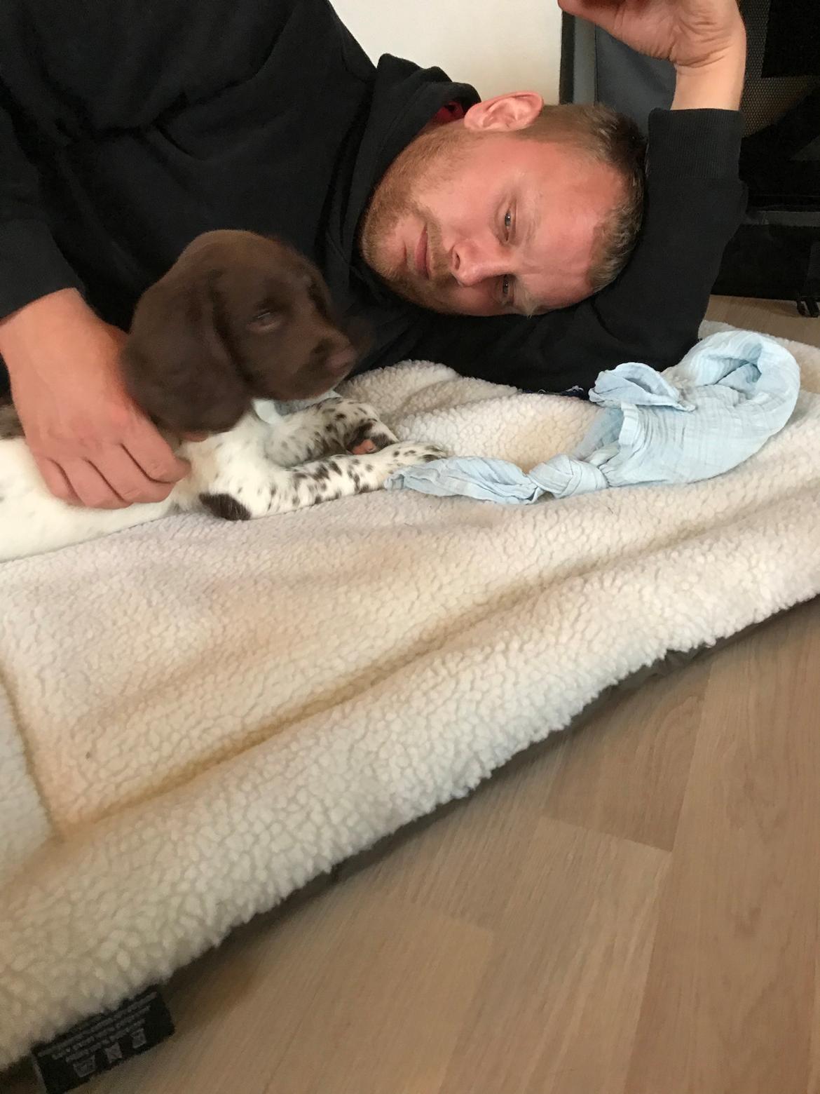 Field Trial Springer Spaniel Buster billede 2