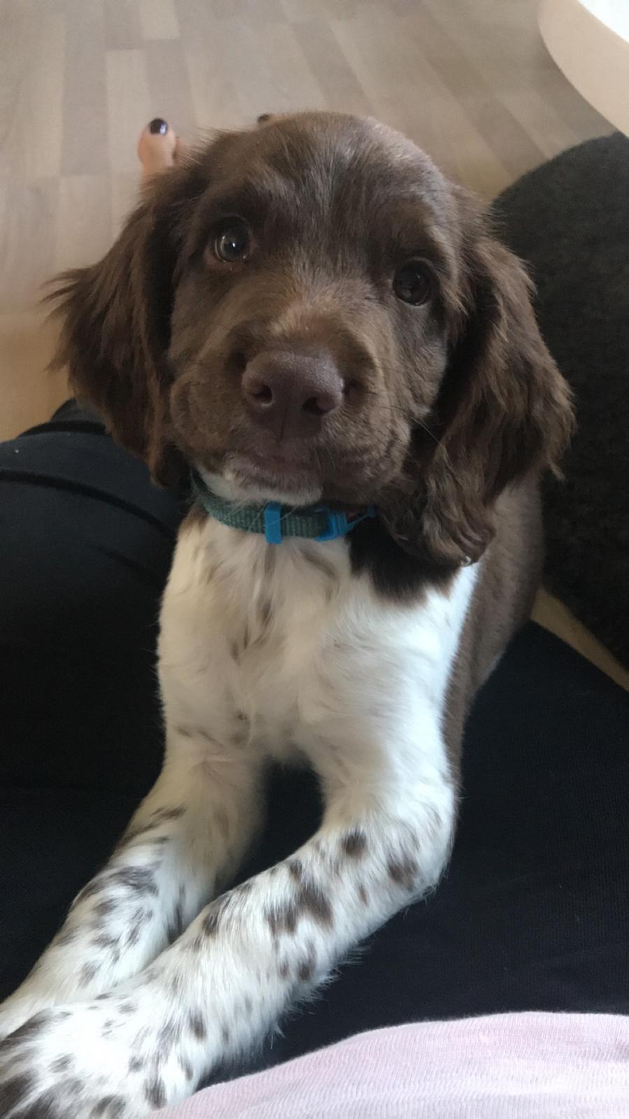 Field Trial Springer Spaniel Buster billede 3