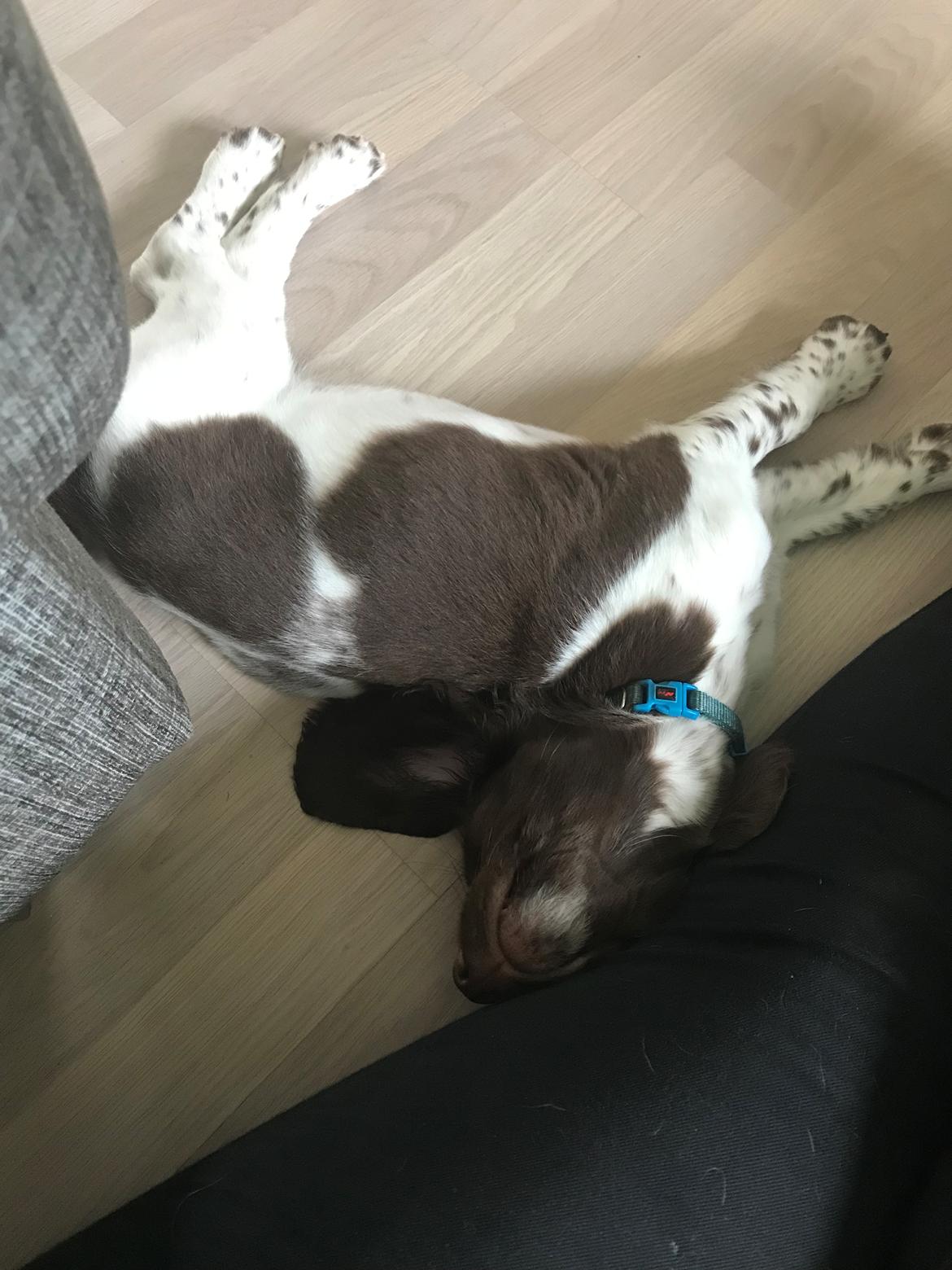 Field Trial Springer Spaniel Buster billede 4