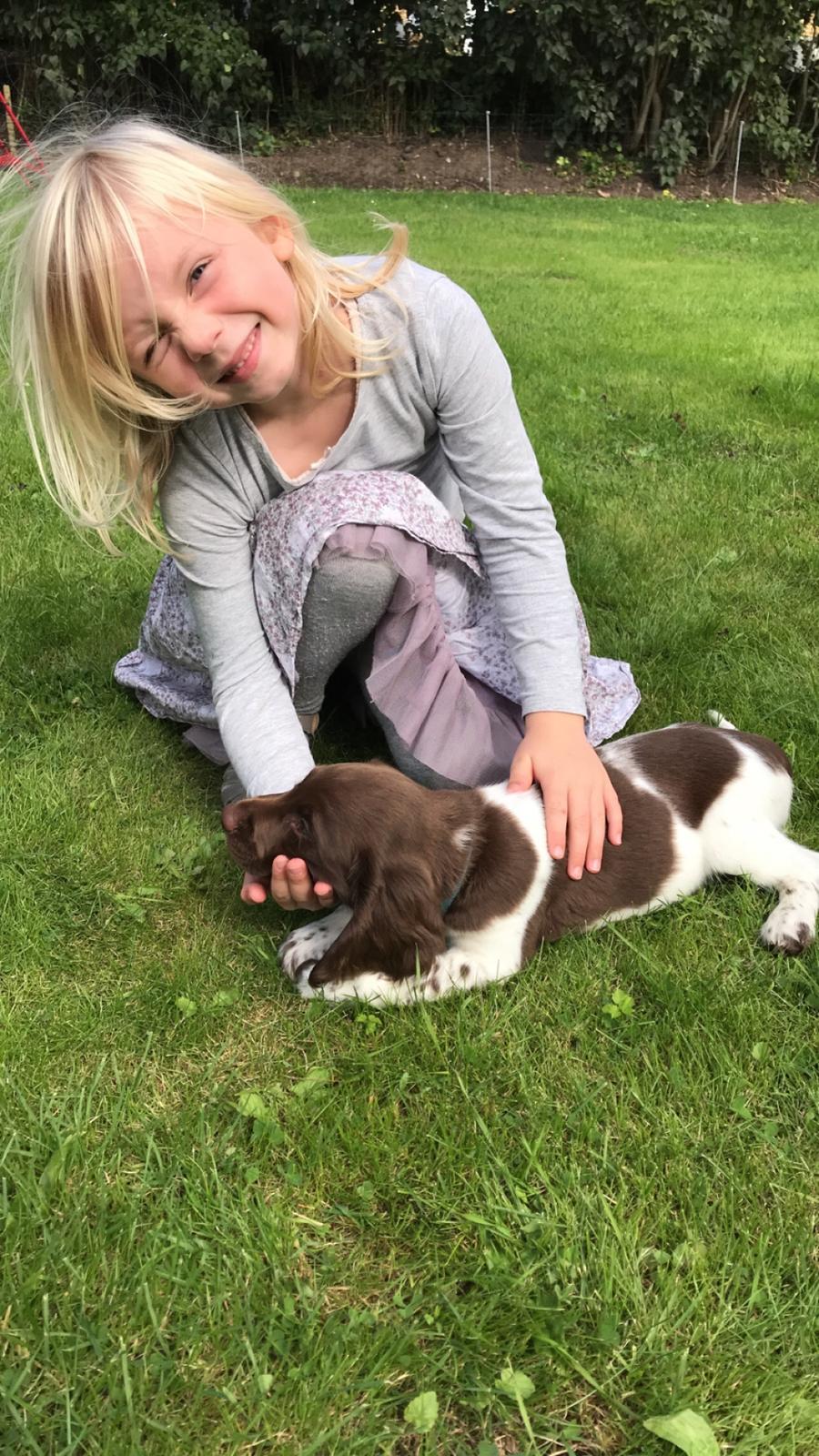 Field Trial Springer Spaniel Buster billede 5