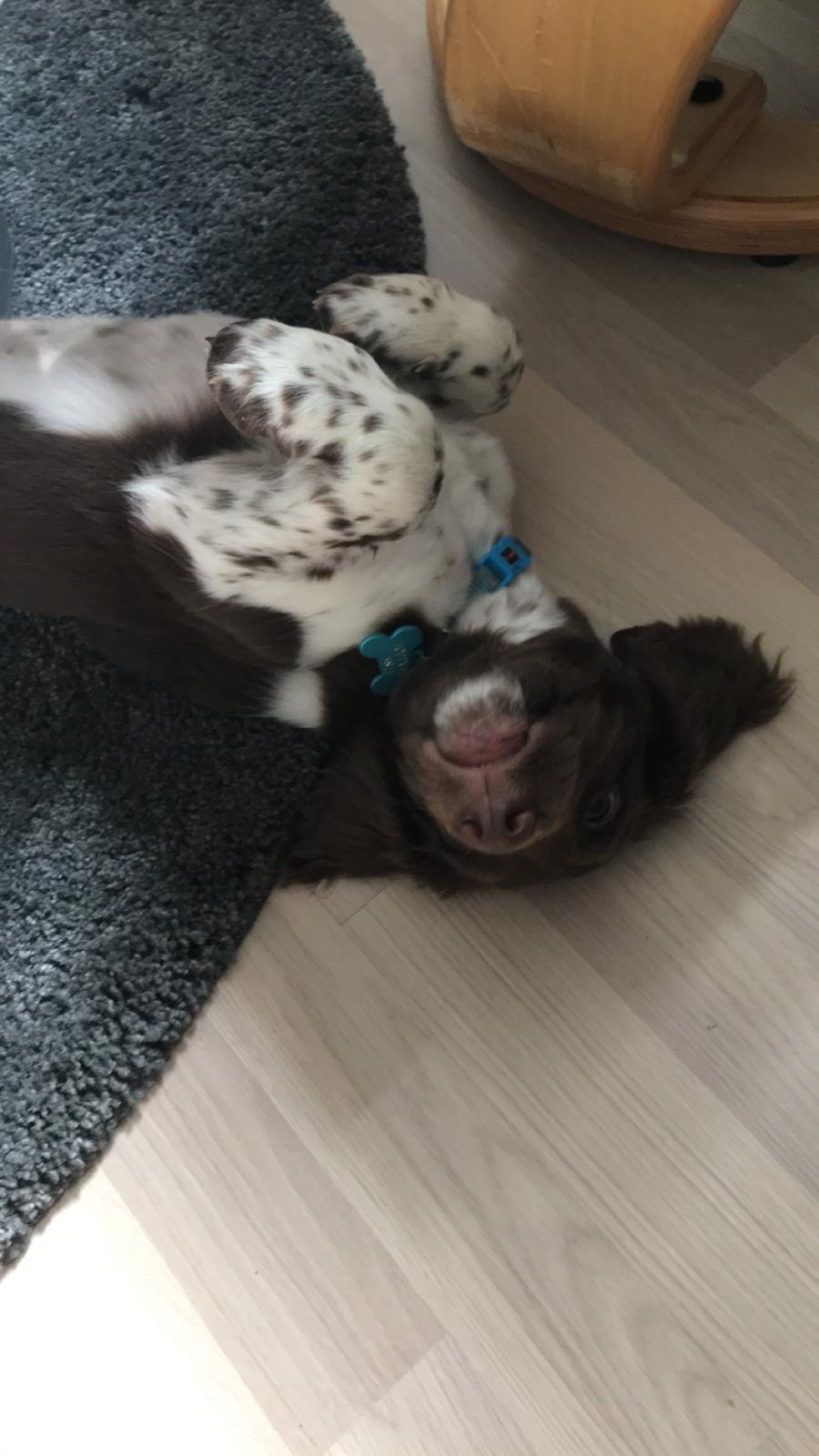 Field Trial Springer Spaniel Buster billede 8