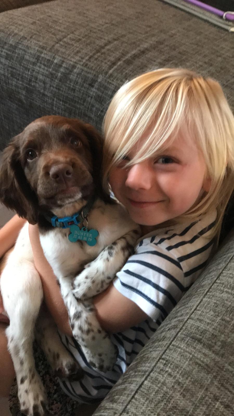 Field Trial Springer Spaniel Buster billede 6