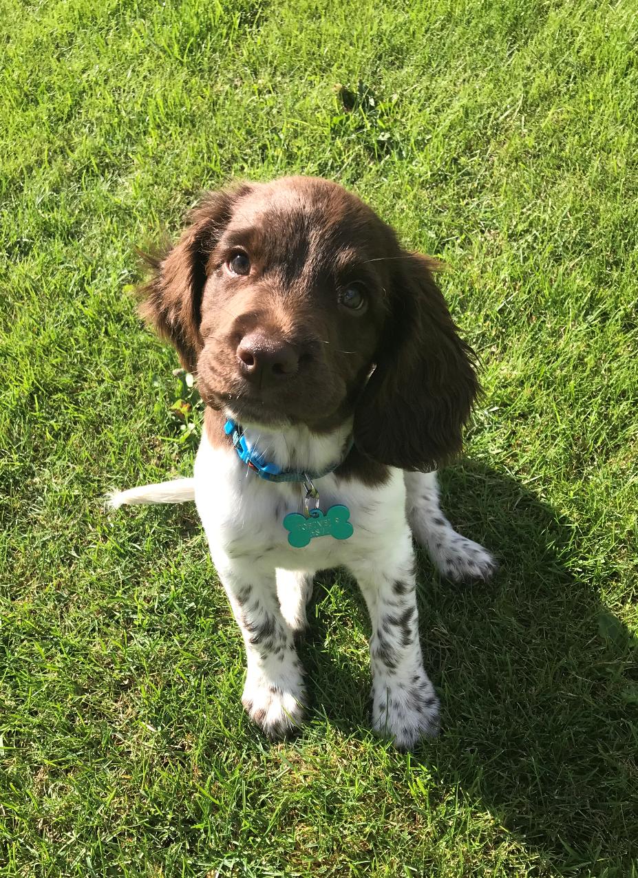 Field Trial Springer Spaniel Buster billede 7