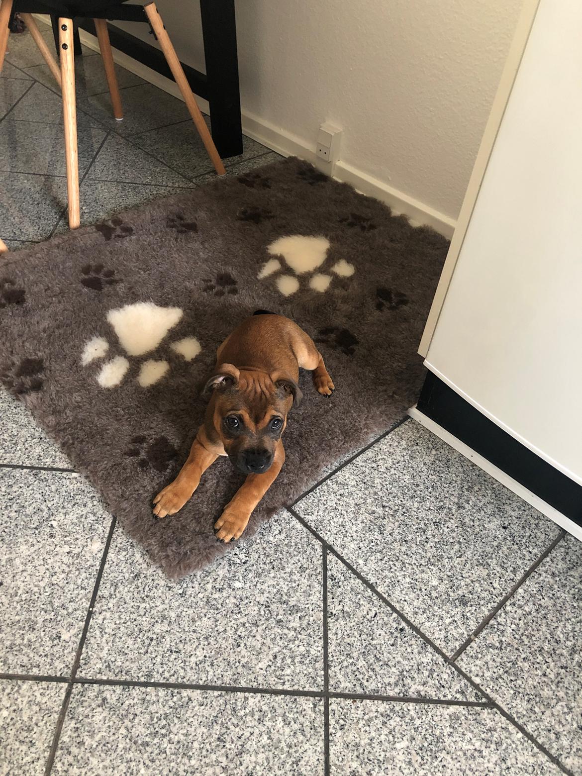 Staffordshire bull terrier Kenya  billede 17