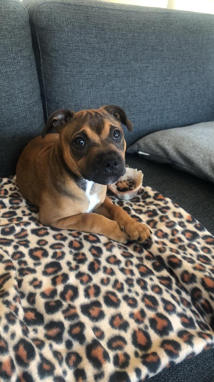 Staffordshire bull terrier Kenya  billede 18