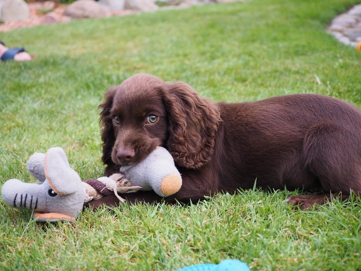 Cocker spaniel Jacko billede 1