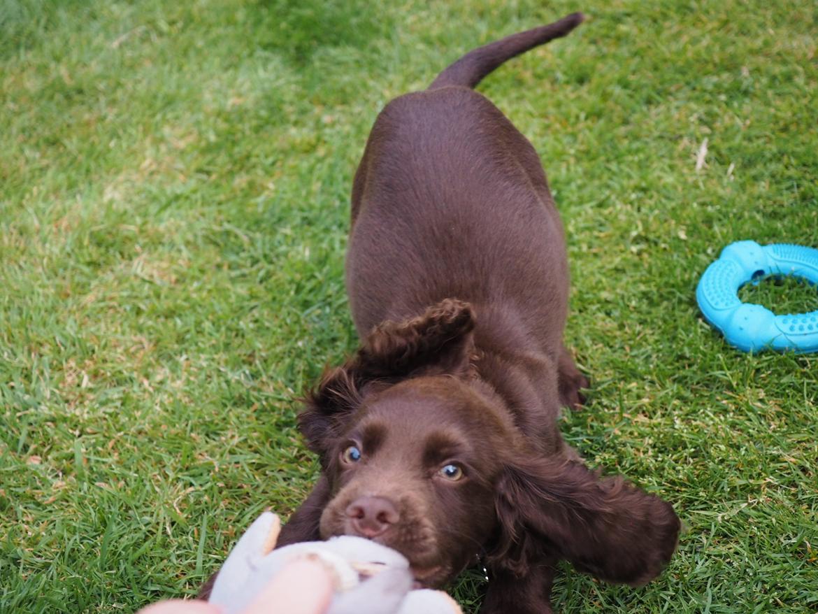 Cocker spaniel Jacko billede 7