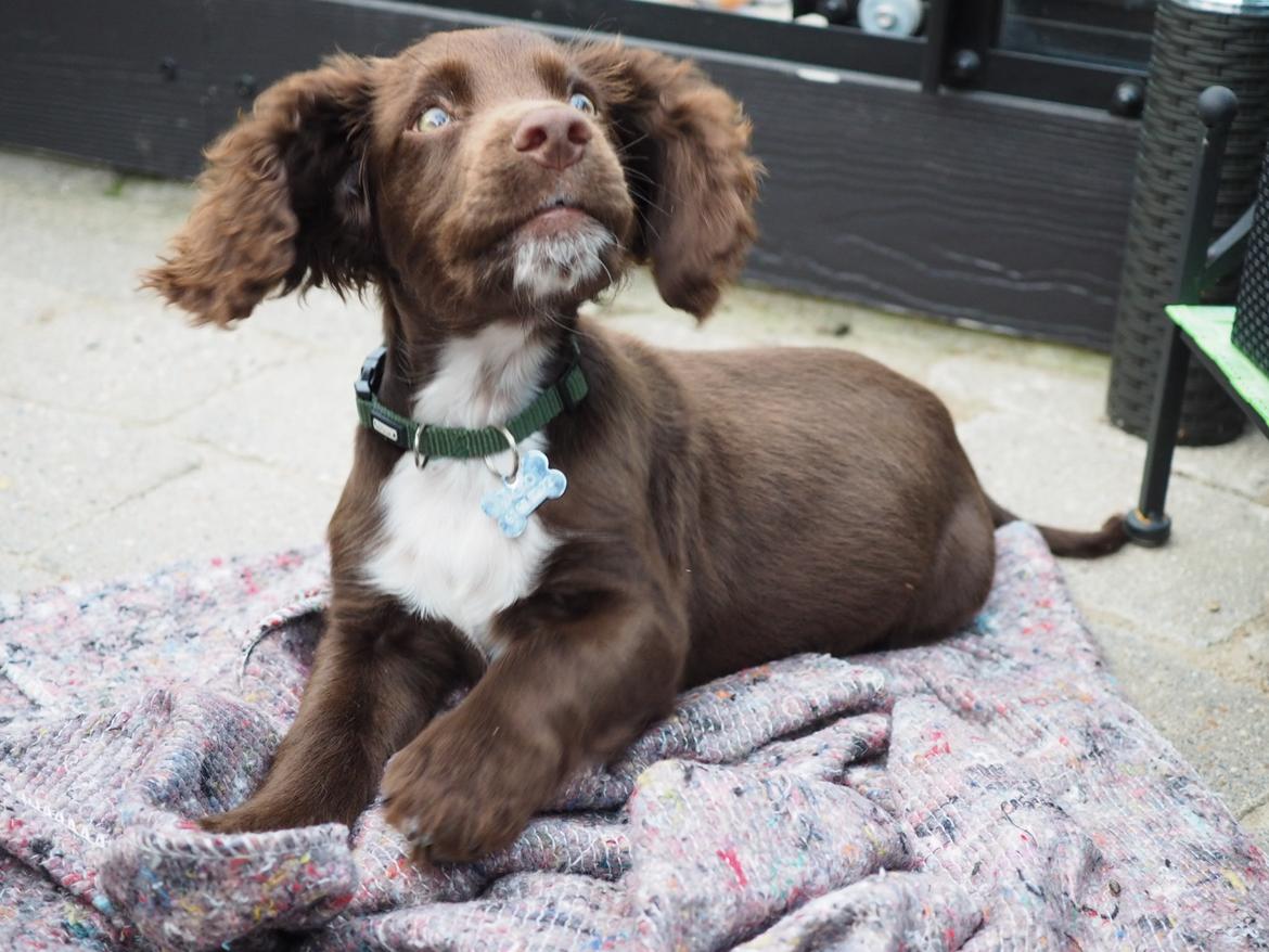Cocker spaniel Jacko billede 5