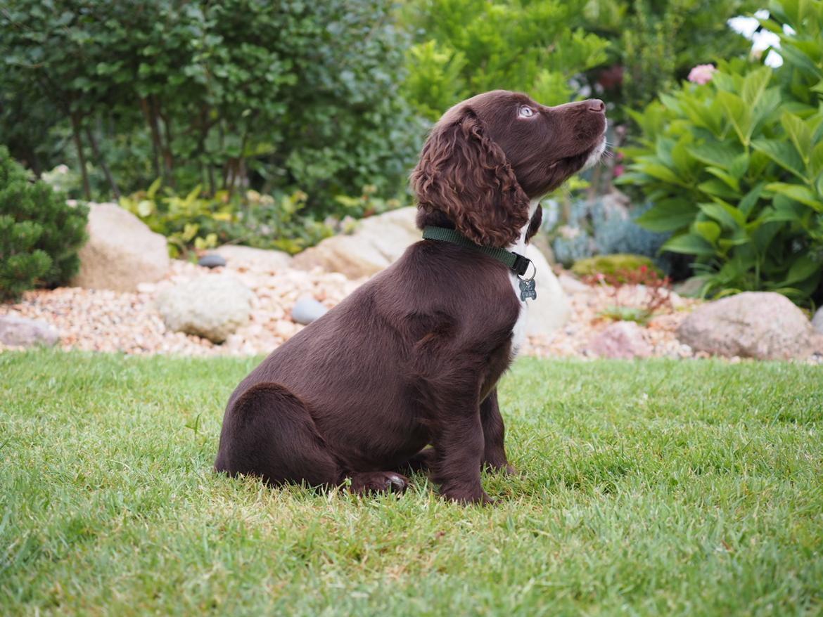 Cocker spaniel Jacko billede 3