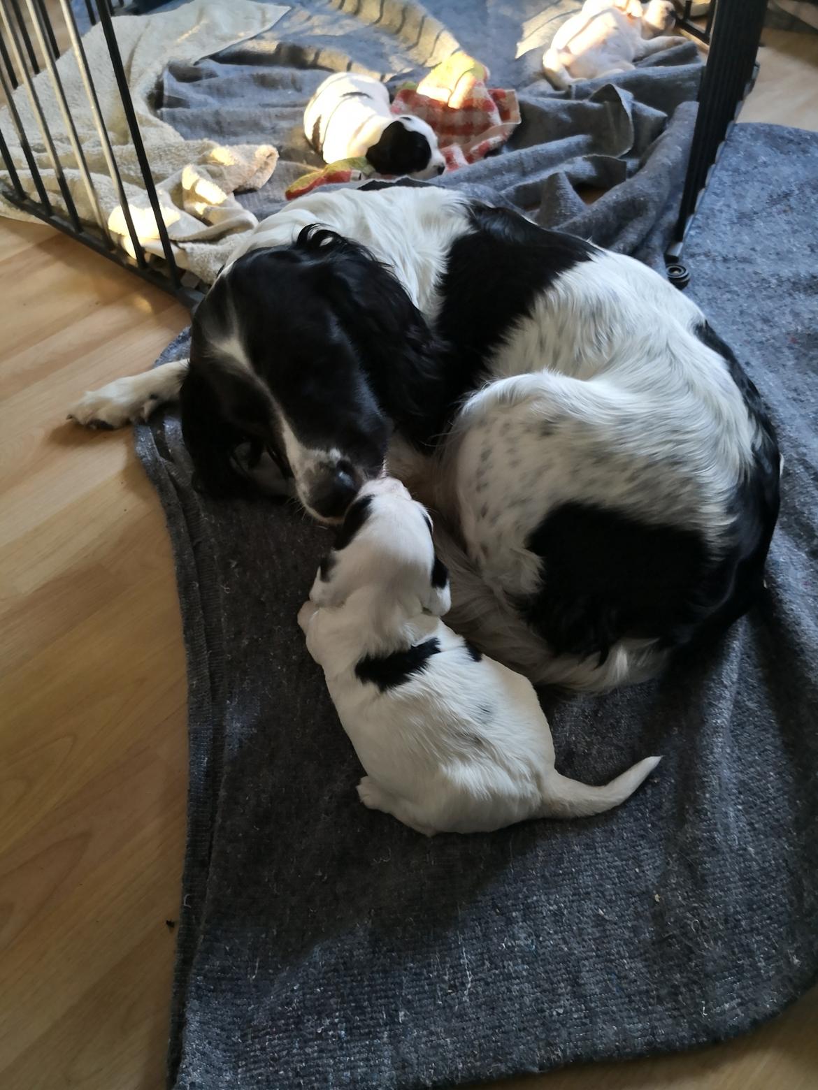 Field Trial spaniel Aja  billede 1