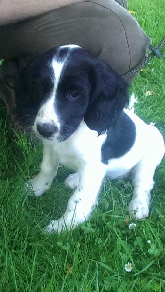 Field Trial spaniel Aja  billede 6