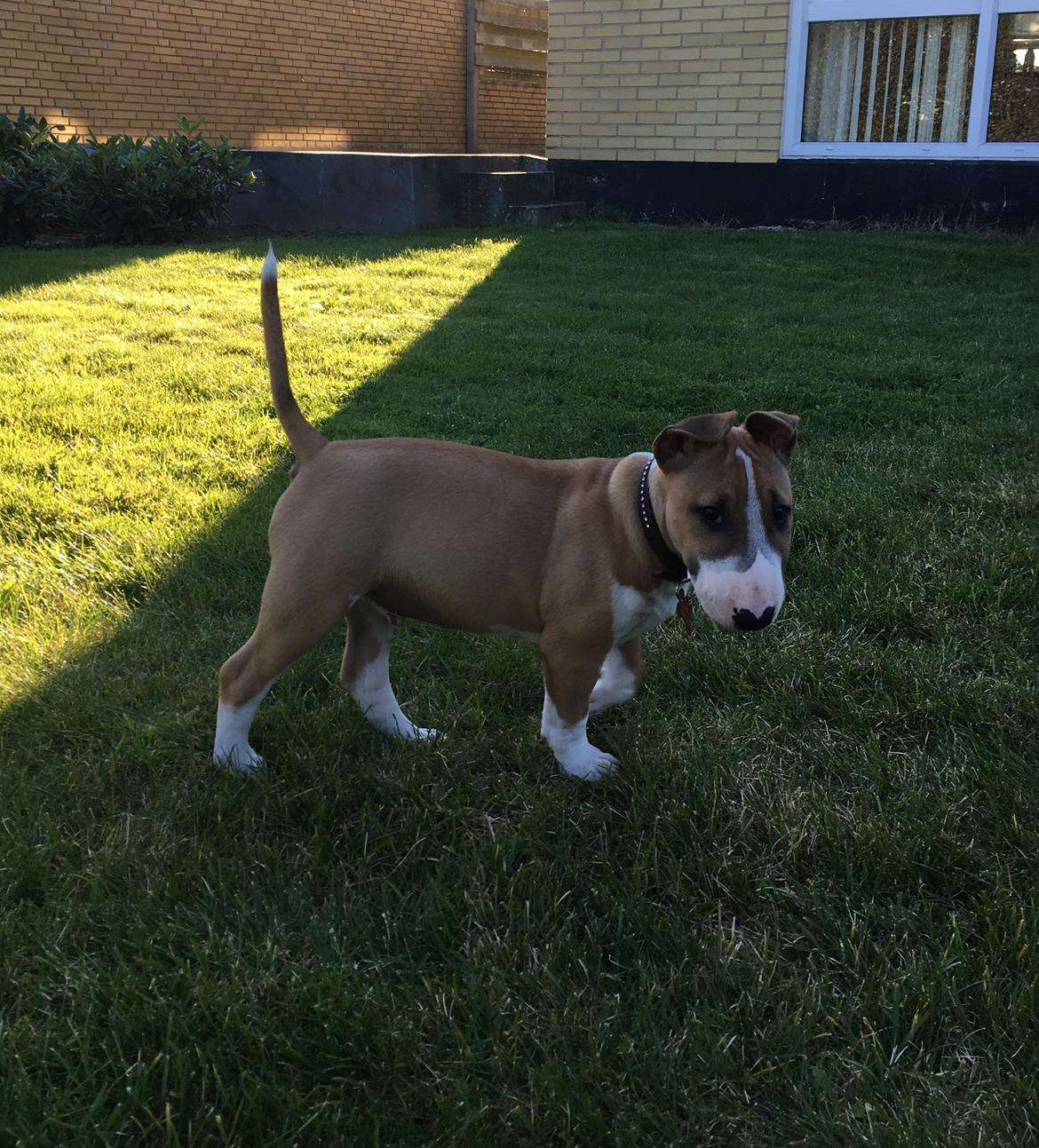 Bullterrier miniature Glossy Black Banana Mania aka Joey billede 16