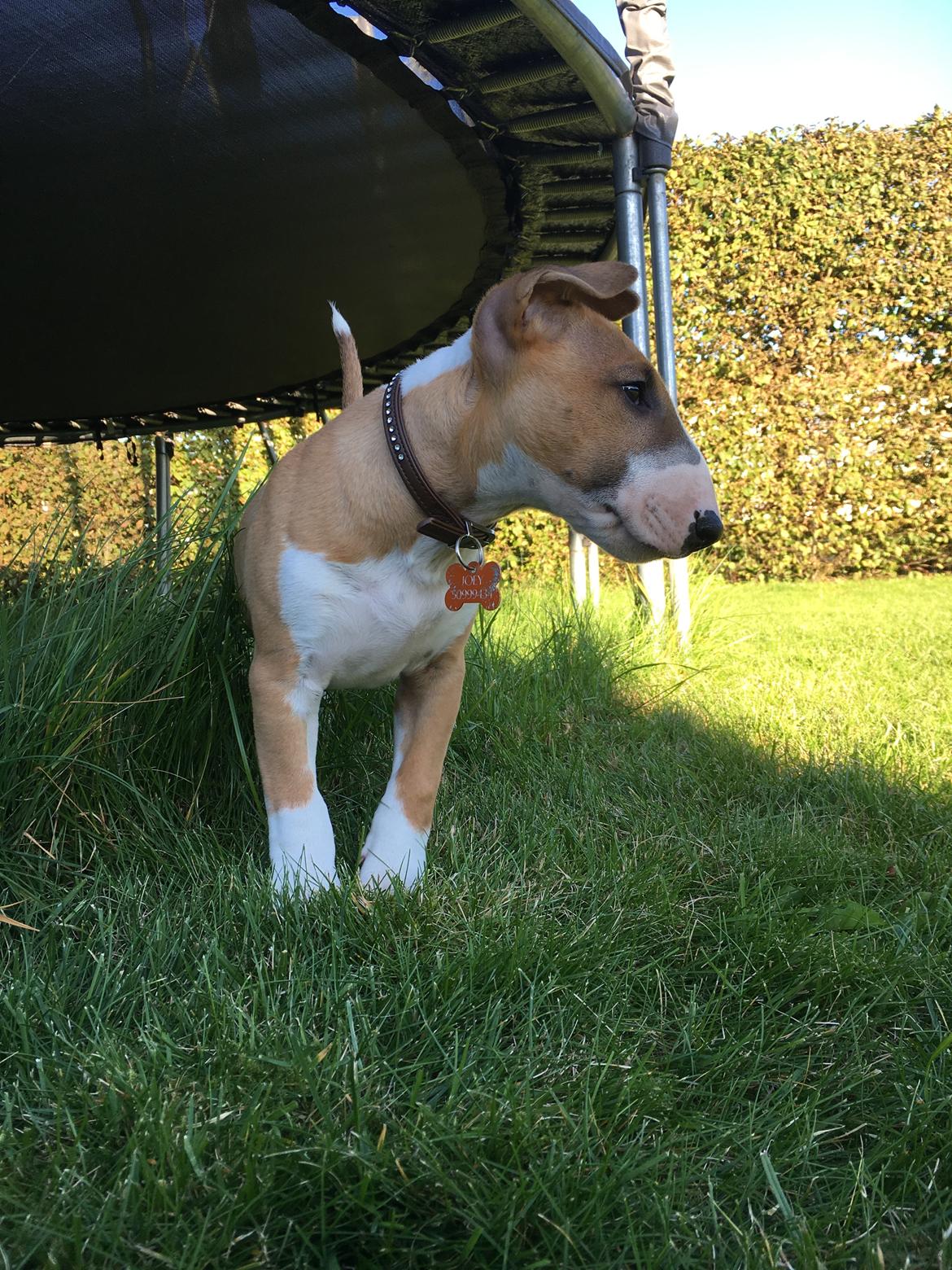 Bullterrier miniature Glossy Black Banana Mania aka Joey billede 17