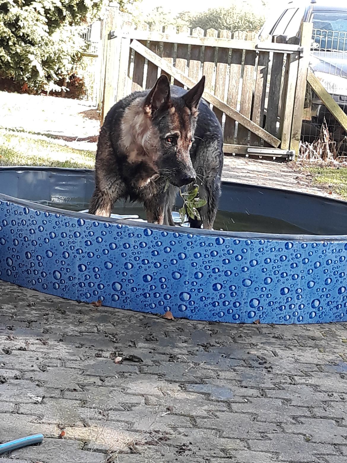 Schæferhund Sportshund Gipsi. (Gipsi). billede 50