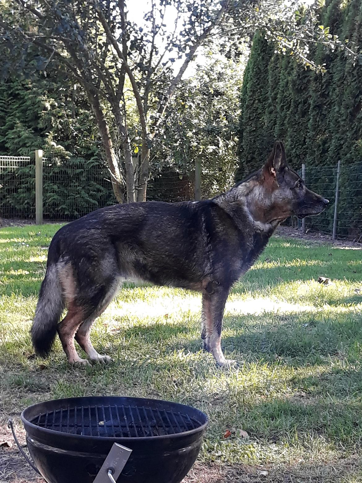 Schæferhund Sportshund Gipsi. (Gipsi). billede 20
