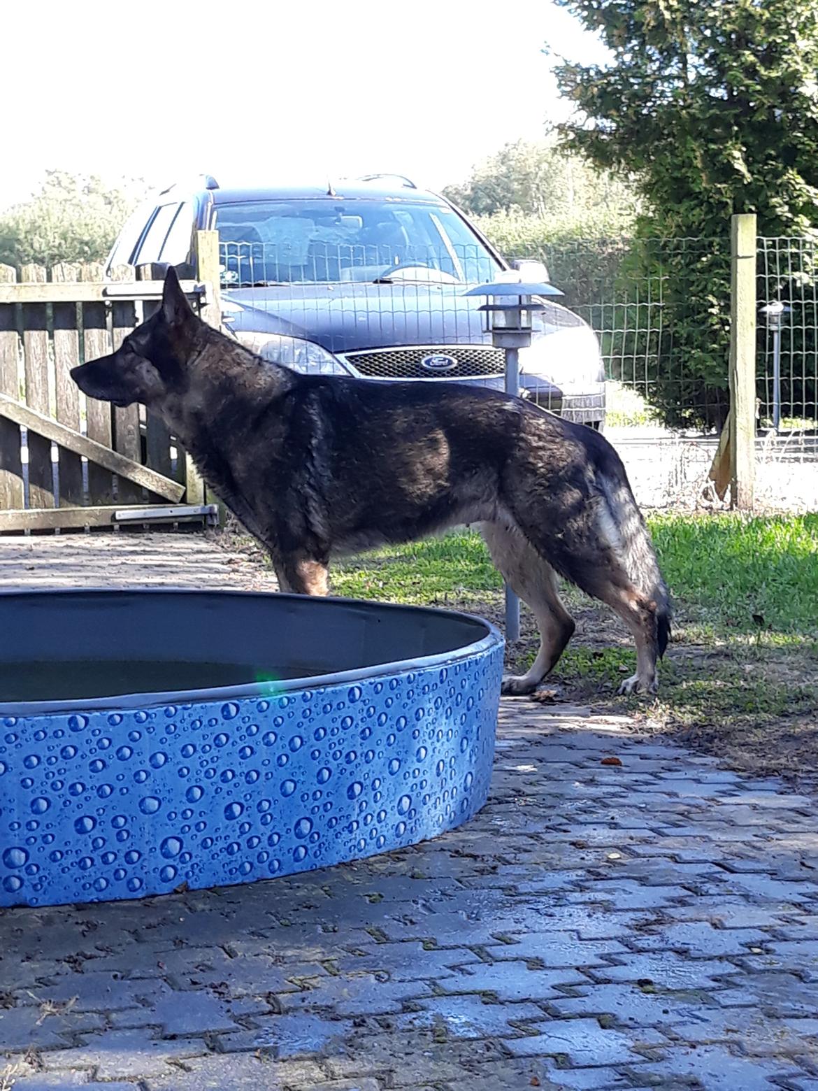 Schæferhund Sportshund Gipsi. (Gipsi). billede 17