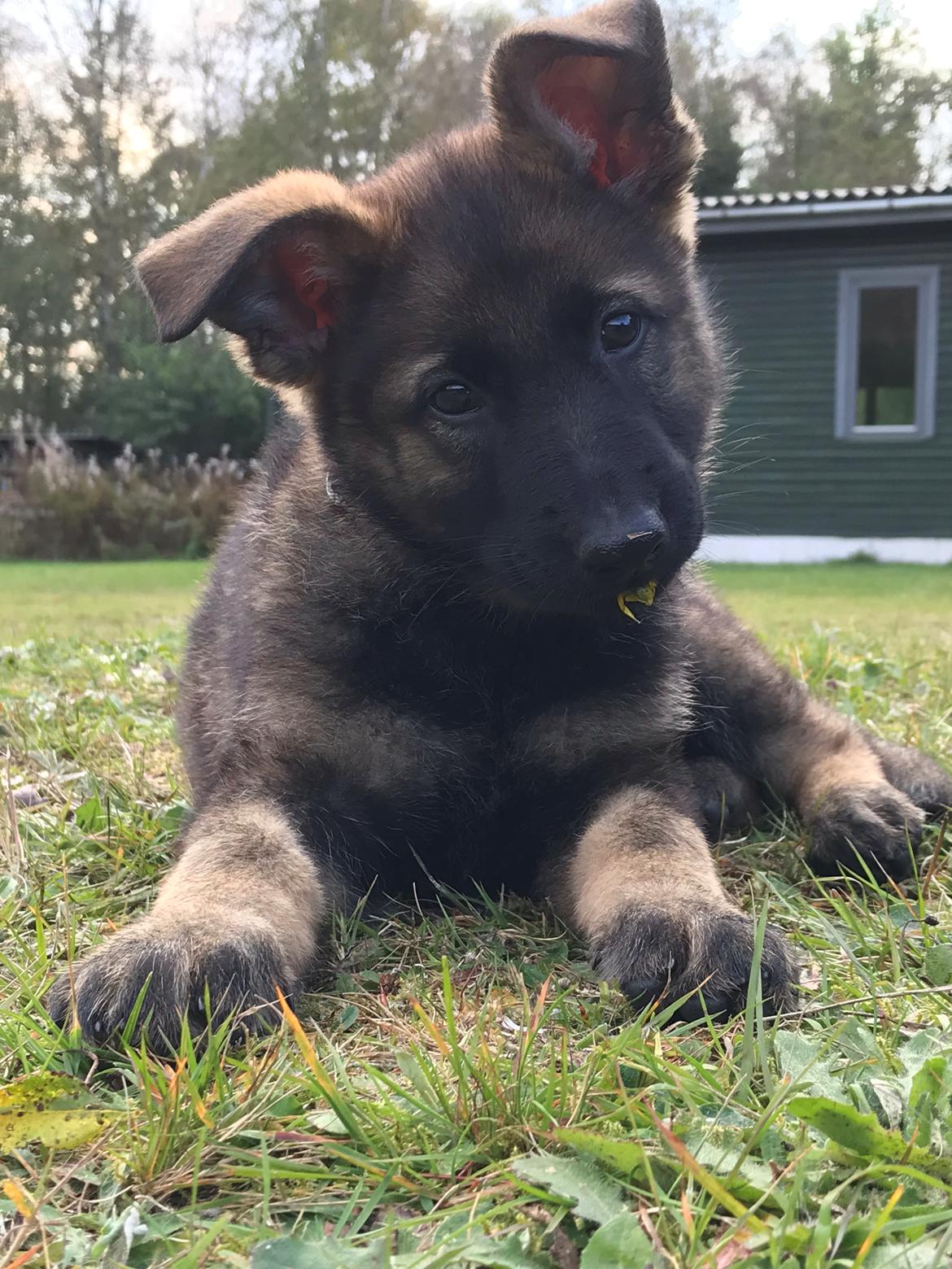 Schæferhund Zippo billede 1