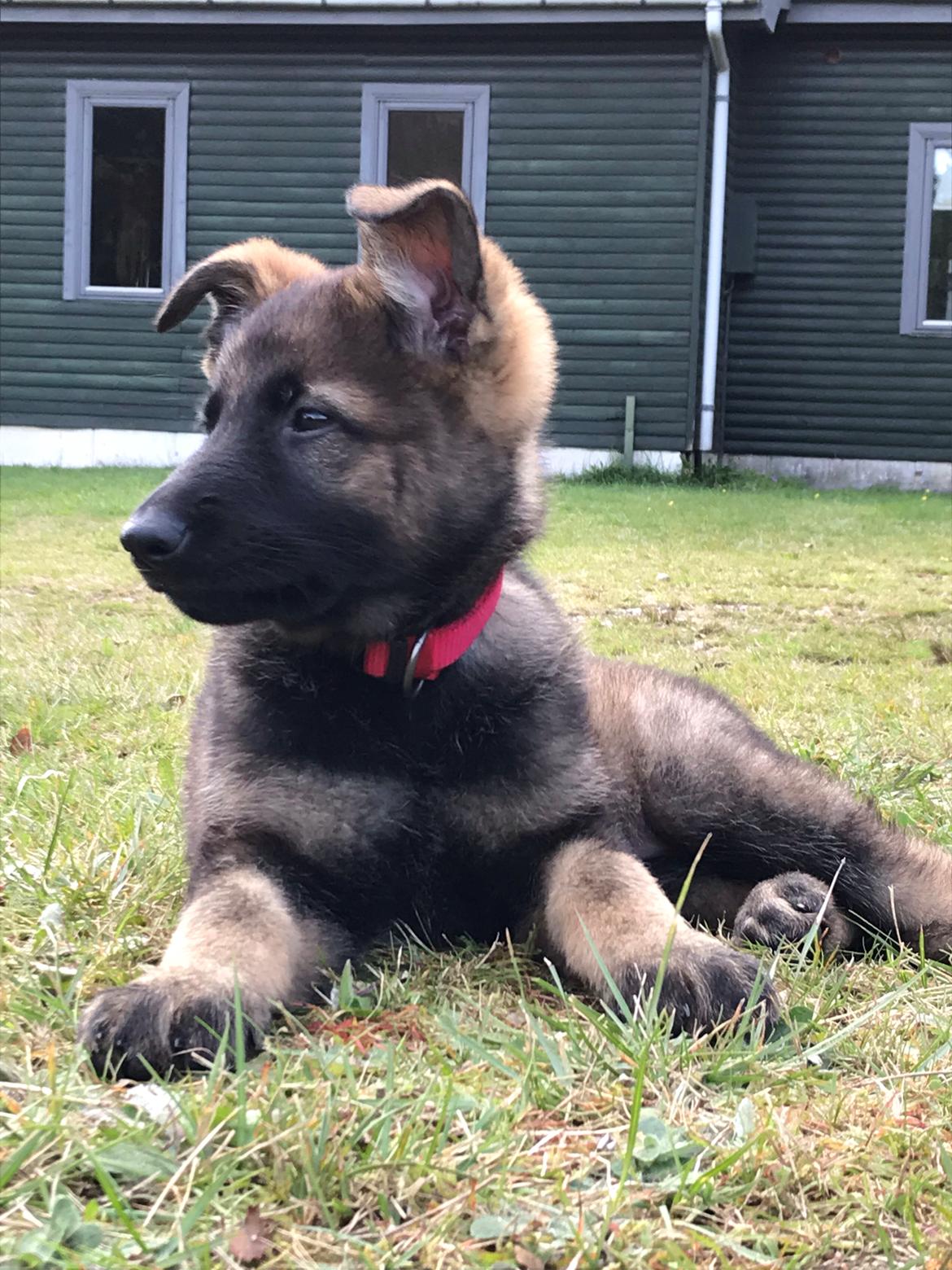 Schæferhund Zippo billede 3