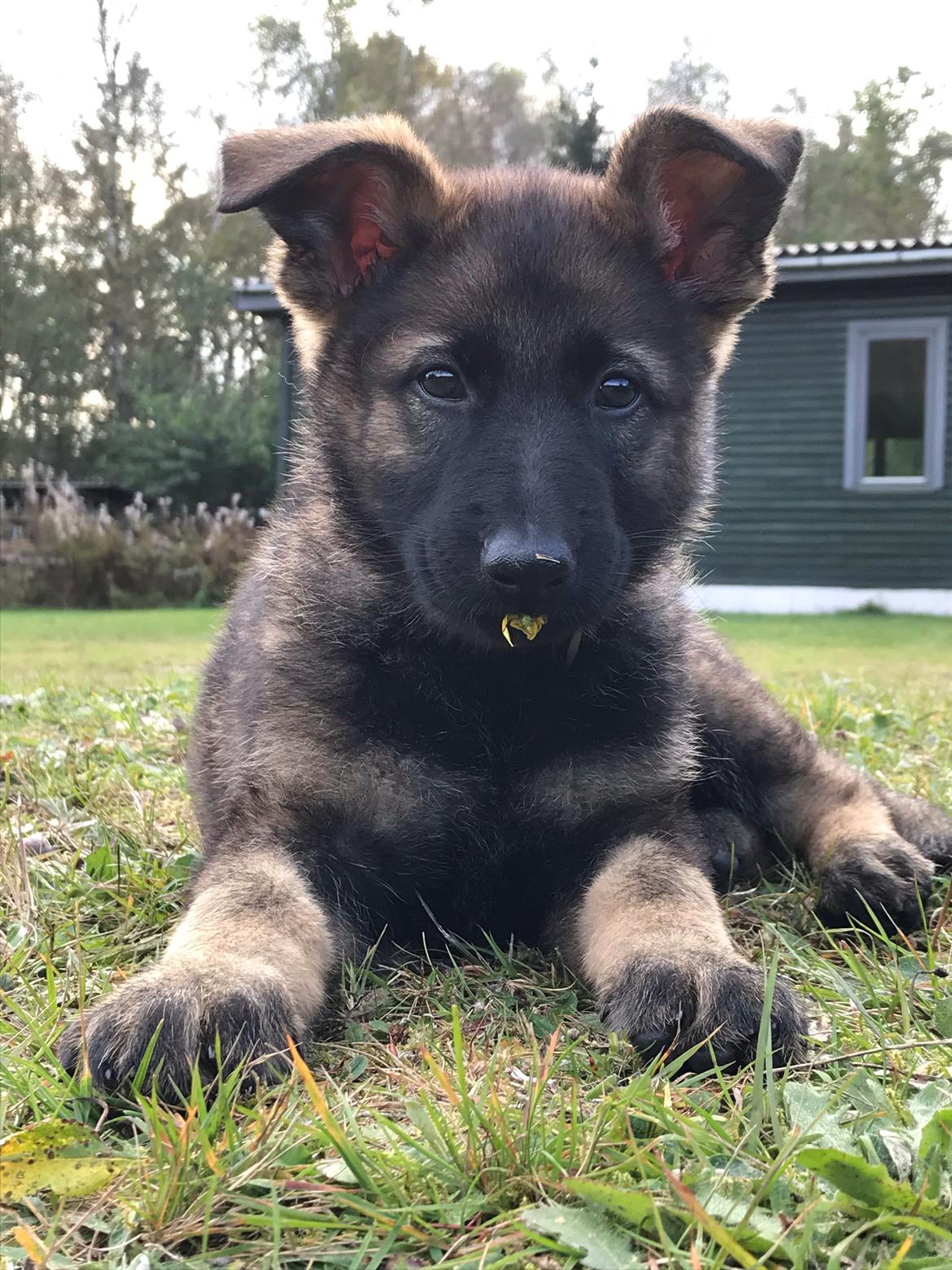 Schæferhund Zippo billede 2