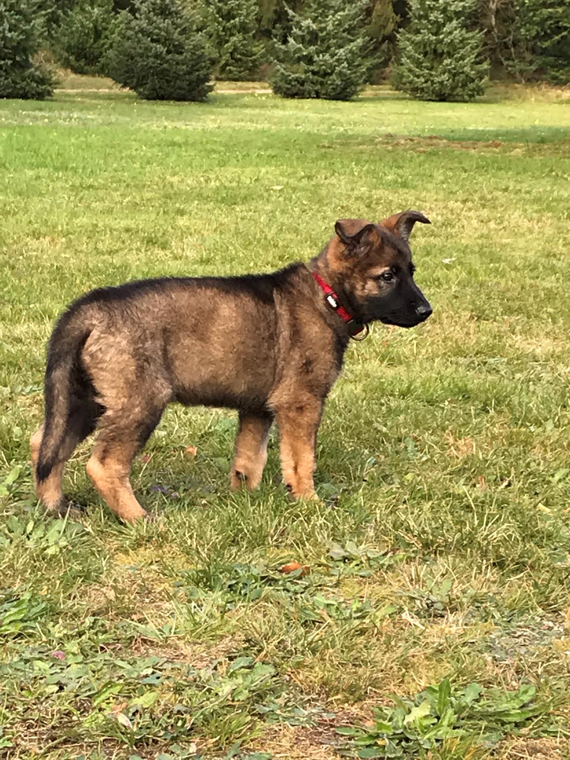 Schæferhund Zippo billede 5