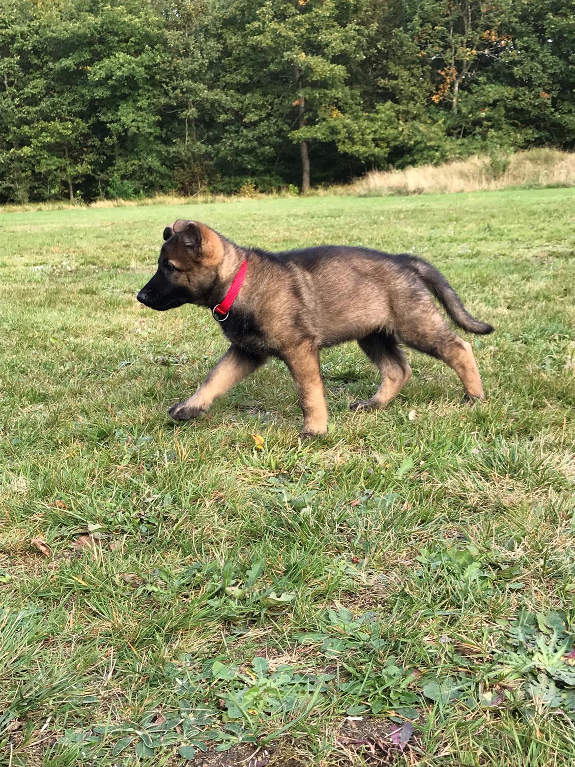 Schæferhund Zippo billede 4