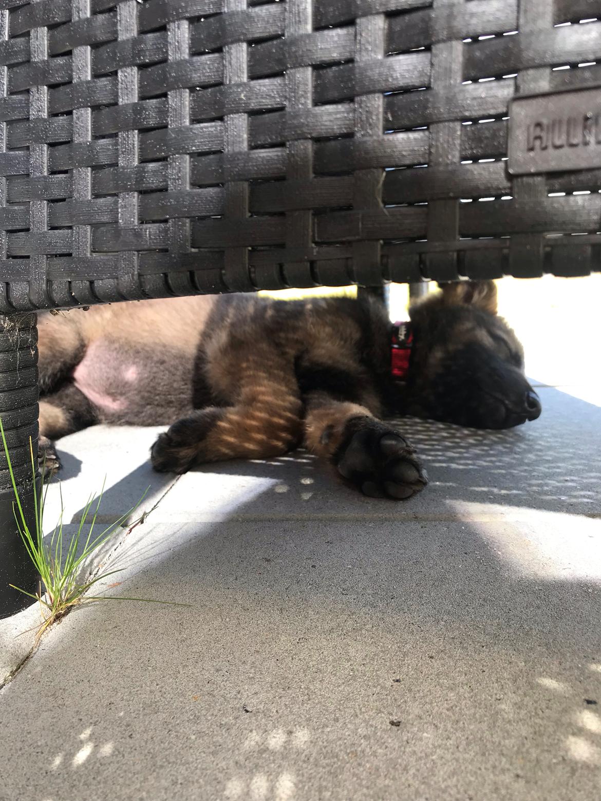 Schæferhund Zippo billede 6