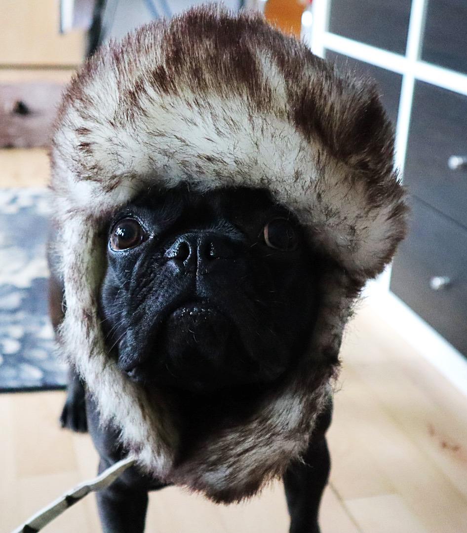 Fransk bulldog Sia billede 2