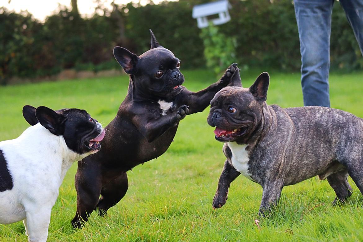 Fransk bulldog Sia billede 1