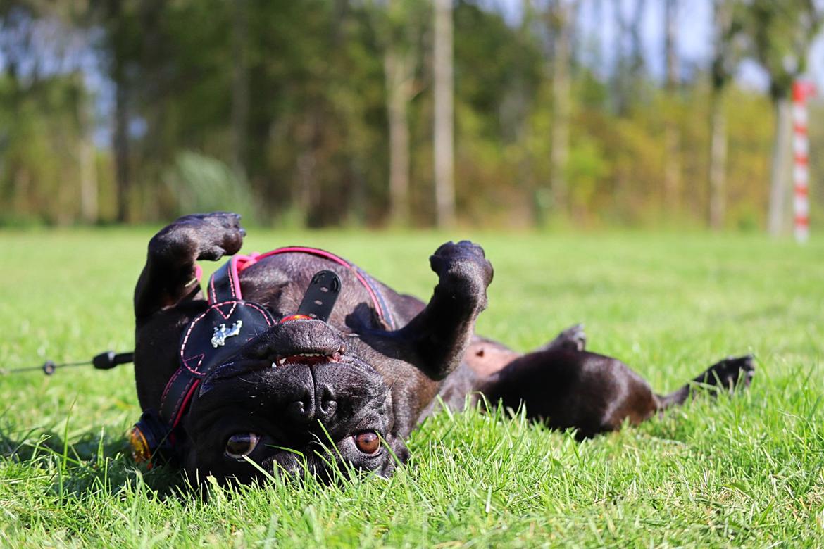 Fransk bulldog Sia billede 3