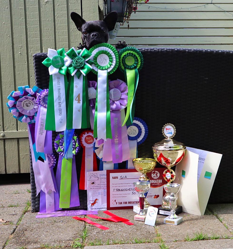 Fransk bulldog Sia billede 5