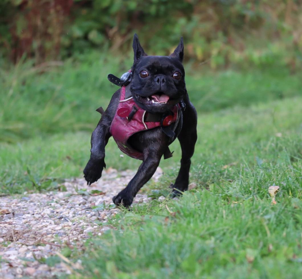 Fransk bulldog Sia billede 6