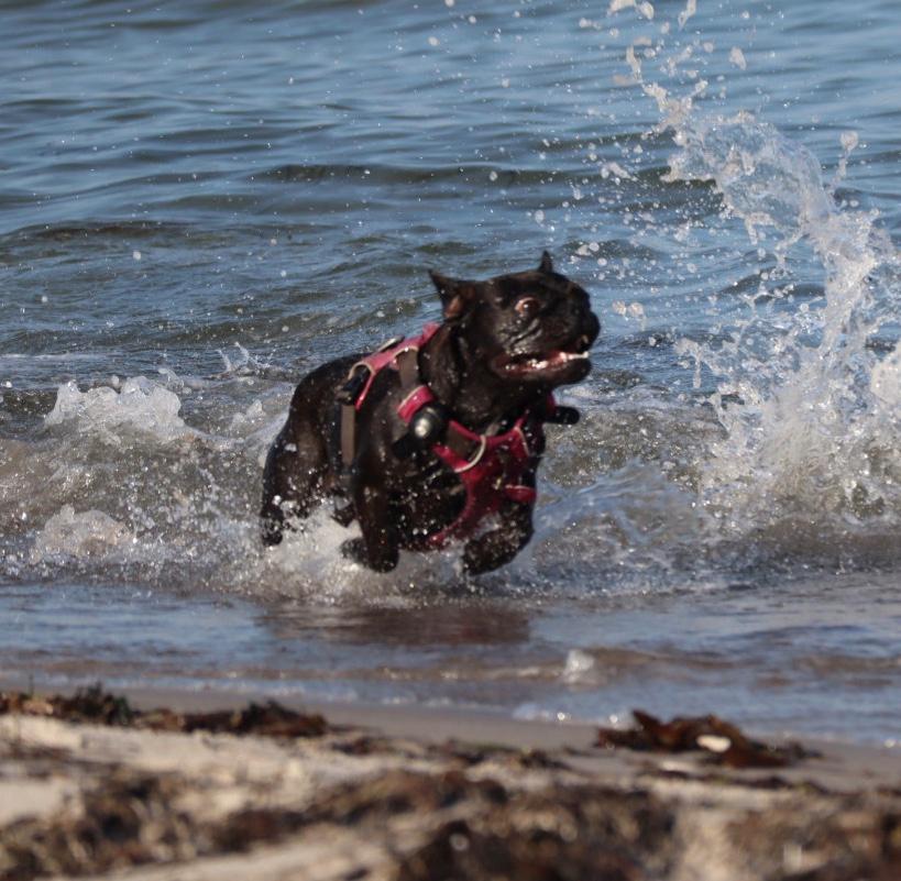 Fransk bulldog Sia billede 7