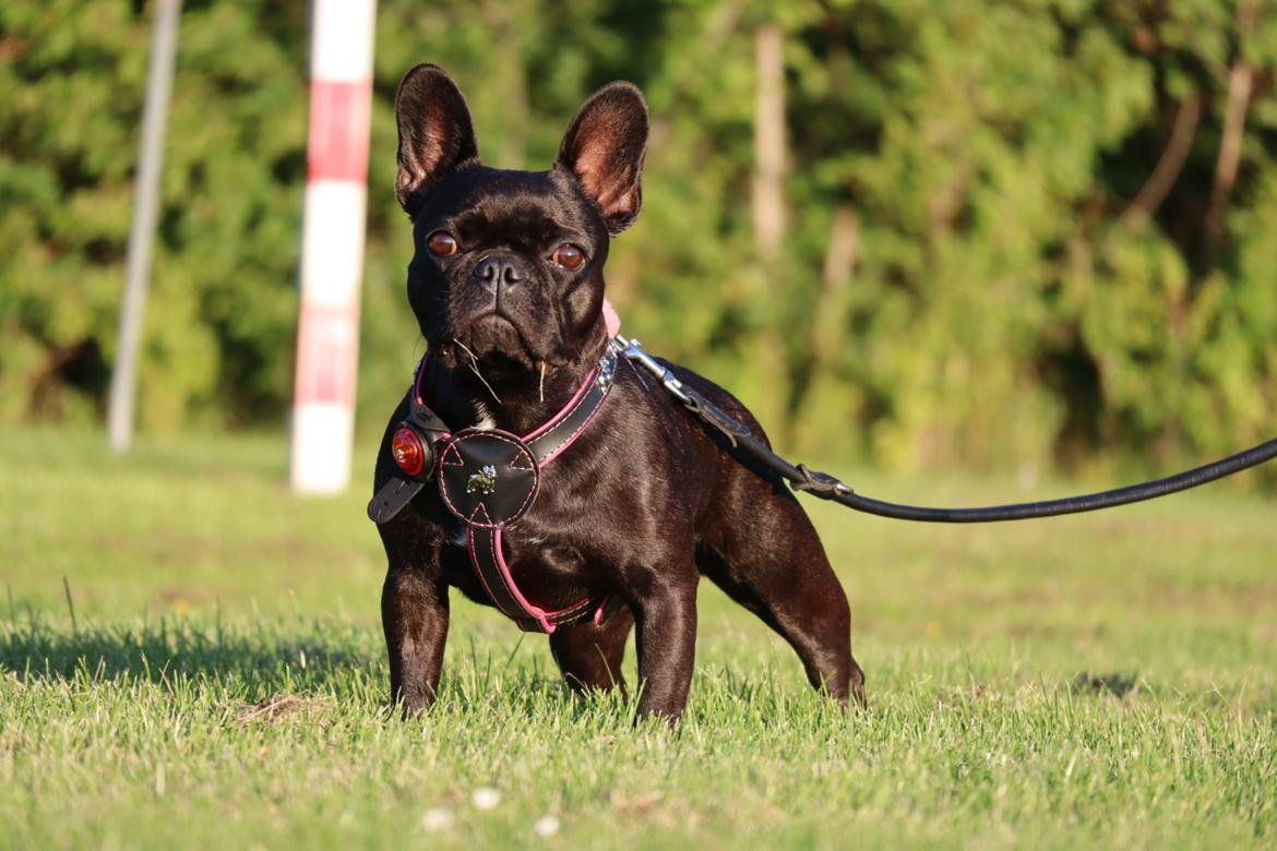 Fransk bulldog Sia billede 8