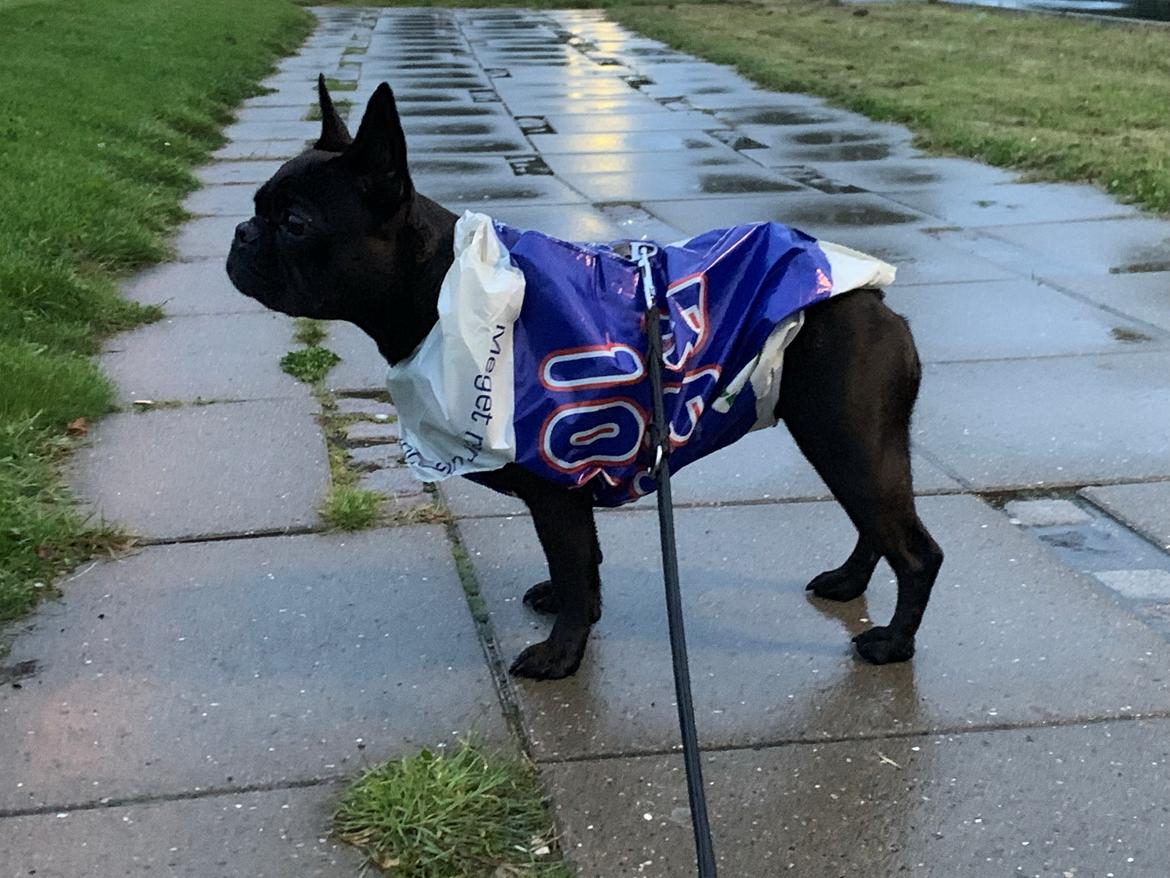 Fransk bulldog Sia billede 4