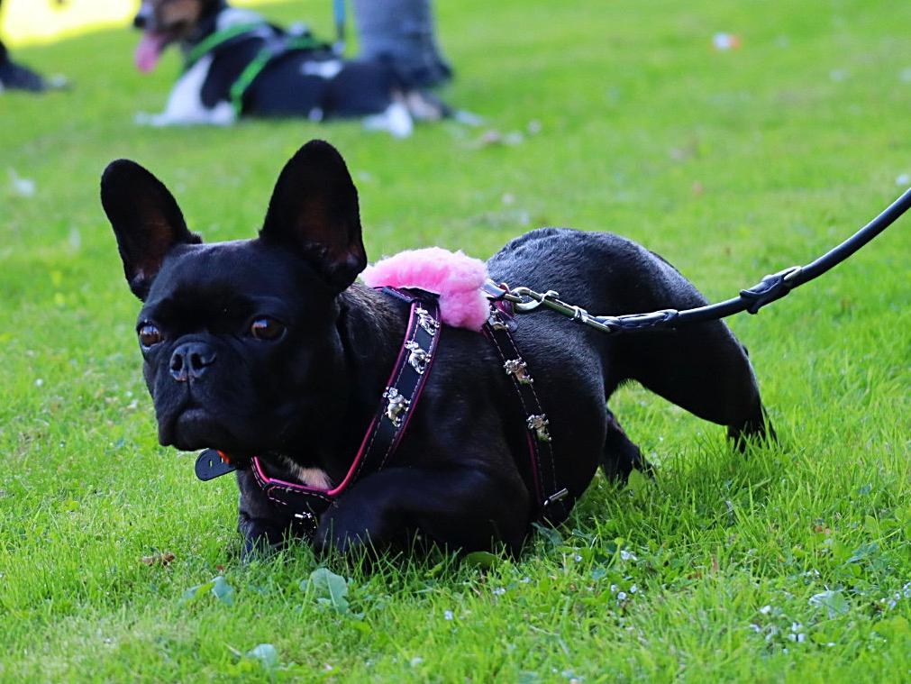 Fransk bulldog Sia billede 10